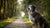 How Much Should a 70 lb Dog Eat? A Comprehensive Guide for Dog Owners