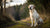 How Much Should a 75 lb Dog Eat? A Comprehensive Guide for Pet Owners