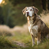 How Much Should a 95 lb Dog Eat? A Comprehensive Guide to Canine Nutrition