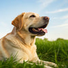 How Much Should a Dog Eat a Day by Weight: A Comprehensive Guide for Pet Parents