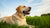 How Much Should a Dog Eat a Day by Weight: A Comprehensive Guide for Pet Parents