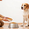How Much Should Dogs Eat by Weight: A Comprehensive Guide for Pet Owners