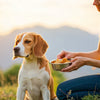 How Much Should I Feed My Dog by Weight: A Comprehensive Guide for Pet Owners