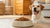 How Much Should I Feed My Dog Dry Food? A Comprehensive Guide for Pet Owners