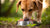 How Much Should My Dog Eat on a Raw Diet?