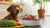 How Much Should My Dog Eat Raw Food? A Comprehensive Guide for Pet Owners