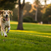 How Much Should You Exercise Your Dog? Understanding Your Furry Friend's Needs