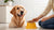 How Much Soft Dog Food to Feed: A Comprehensive Guide for Pet Parents