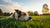 How Much Time Does a Dog Take to Digest Food? Understanding Your Dog’s Digestion