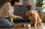 How Much to Feed a Dog