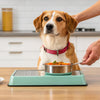 How Much to Feed a Dog by Weight (lbs): The Ultimate Guide for Pet Parents