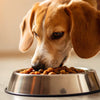 How Much to Feed Dog Wet Food: A Complete Guide for Happy, Healthy Pups