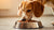 How Much to Feed Dog Wet Food: A Complete Guide for Happy, Healthy Pups