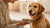How Much to Feed Your Dog by Weight and Age: A Comprehensive Guide for Pet Owners