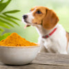 How Much Turmeric for Dogs by Weight: A Comprehensive Guide for Pet Owners