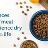 How Much Water Should You Put in Dry Dog Food? Enhancing Your Dog's Meal Experience