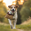 How Much Weight Can a Dog Carry? A Comprehensive Guide for Pet Owners