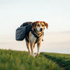 How Much Weight Can a Dog Carry in a Backpack?