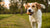 How Much Weight Can a Dog Carry in Its Mouth? Understanding Canine Strength and Safety