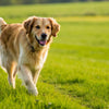 How Much Weight Can a Dog Lose in a Month? Understanding Canine Weight Loss