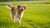 How Much Weight Can a Dog Lose in a Month? Understanding Canine Weight Loss