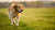 How Much Weight Can a Dog Lose Per Week? Understanding Safe and Effective Weight Loss for Your Canine Companion