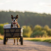How Much Weight Can a Dog Pull in a Cart? A Comprehensive Guide for Pet Owners