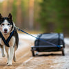 How Much Weight Can a Dog Pull? Understanding Canine Strength and Weight Pulling