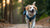 How Much Weight Can My Dog Carry? A Comprehensive Guide for Pet Owners