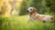 How Much Weight Do Dogs Gain During Pregnancy? A Comprehensive Guide for Pet Owners
