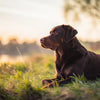 How Much Weight Do Dogs Gain When Pregnant: A Comprehensive Guide for Dog Owners