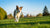 How Much Weight Should a Dog Lose Per Month for Optimal Health?
