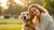 How Much Weight Should a Dog Lose Per Week? A Comprehensive Guide for Pet Owners