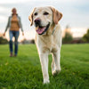 How Much Weight Should My Dog Lose Per Week? A Comprehensive Guide for Pet Owners