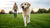 How Much Weight Should My Dog Lose Per Week? A Comprehensive Guide for Pet Owners