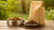 How Much Wet and Dry Dog Food Should I Mix for Optimal Nutrition?