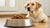 How Much Wet Dog Food for a 50 lb Dog: Essential Feeding Guidelines for Healthy Pets