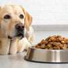 How Much Wet Dog Food for a 70 lb Dog: A Comprehensive Guide for Pet Owners
