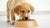 How Much Wet Dog Food for Puppy: A Comprehensive Guide to Feeding Your Growing Pup