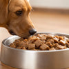 How Much Wet Dog Food Should I Feed My 15 lb Dog? The Complete Guide