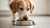 How Much Wet Dog Food Should My Dog Eat? A Comprehensive Guide for Caring Pet Parents