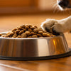 How Much Wet Dog Food to Feed a Dog: A Comprehensive Guide for Pet Owners