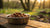 How Much Wet Dog Food to Feed My Dog: A Comprehensive Guide
