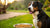 How Much Wet Food for a 30 lb Dog: A Comprehensive Feeding Guide