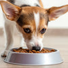 How Much Wet Food for Small Dog: A Comprehensive Guide for Pet Owners
