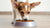 How Much Wet Food for Small Dog: A Comprehensive Guide for Pet Owners