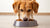 How Much Wet Food Should a 15 Pound Dog Eat? A Comprehensive Guide for Pet Owners