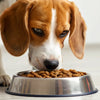 How Much Wet Food Should a 50 lb Dog Eat? A Comprehensive Guide