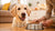 How Much Wet Food Should I Feed My Dog? A Comprehensive Guide for Pet Parents