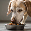 How Much Wet Food Should I Feed My Senior Dog? Essential Guidelines for Pet Owners